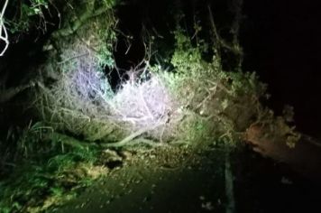 Queda de árvore de grande porte