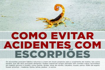 Como evitar acidentes com escorpiões